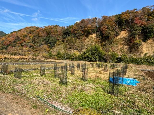 昨年12月、秦野市の有志団体「丹沢漆の里ムーブメント」と共に進めている「相模漆の復活に向けたウルシの植栽地、苗木生育のための圃塲整備事業」において、獣害対策強化のため圃場周りにフェンスを設置しました。設置にあたっては、一般社団法人全日本冠婚葬祭互助協会様にご支援をいただき、助成金を活用させていただきました。
現在、三廻部の圃場では、5面の畑にウルシ苗を植樹しており、獣害対策のためにトリカルネットと呼ばれる樹脂製の簡易柵で囲んでいたのですが、鹿に倒されることもしばしばで、特に鹿の食害から苗木を守るには、更なる強化が必要でした。加えて、苗木の生長に伴い、いずれはトリカルネットを外す必要があったため、今回、同協会の助成金により、まずは1面分のフェンスを試験的に設置しました。

フェンス設置の前は圃場の周りに防護ネットを張っていましたが、防護ネットでは鹿などの大型の動物には体当たりで倒されたり、飛び越えて中に入られてしまったり、小型の動物には写真のように食い破られて中に入られてしまったり、ということが度々発生していたため、更なる対策は喫緊の課題でした。

フェンスの設置工事は秦野市の森林組合に依頼し、数日の作業で無事に完成しました。一昨年に同協会の支援により導入した乗用草刈機に続き、今回フェンスを設置させていただき、お陰さまで着々と生育環境が整いつつあります。

フェンスの設置は費用もかかることから、一足飛びに他の4面すべてに設置という訳にはいきませんが、他の面についても、電気柵や防護ネットの支柱強化など、今出来ることを行いながら、順次整備を進めていきたいと思います。まずは今回のフェンス設置が、鹿や他の動物への圃場全体の抑止力になることを願っています。
この後、トリカルネットを外し、ウルシ苗の補植を行うなどして、春の芽吹きに備え、相模漆の復活に向けた取り組みを、また一歩進めていきたいと思います。