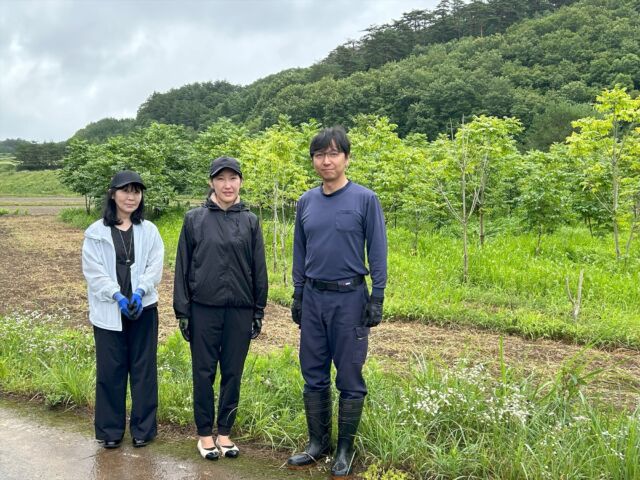 福島県飯舘村の、原発事故で放置されていた耕作放棄地で、自然環境の回復と農作物に代わる新たな土地の利活用として、ウルシの試験栽培を始めたのが2019年。当時より多大なご支援をいただいている「公益財団法人お金をまわそう基金」事務局の瀬沼さん、清水さんが飯舘村を訪れ、ウルシの成長ぶりを視察いただきました。お二人が飯舘村を訪問されるのは、2022年5月以来、約3年ぶりになります。また、お二人の希望により、視察だけでなく作業もお手伝いしたいと、草刈り後の畑の石の除去作業を手伝っていただきました。

視察当日の8月2日（土）は、猛暑の合間に台風9号が太平洋沿岸を通過した影響で、朝、福島市内のホテルを出たときは、あいにくの土砂降り！！　ウルシ畑での作業を半ば諦めていましたが、飯舘村に着いた時には奇跡的に雨が上がり、時折青空も見える、運が味方してくれたような天気になりました。

2019年から2020年にかけて植えたウルシ苗は村内3カ所に約600本。メインの前田地区では、育ったウルシ苗を会津若松や秦野に移植するなどして生育環境の整備を行い、現在約3,000㎡の畑で250～300本のウルシを栽培しています。3年前にはまだまだ小さかった苗木たちが、3m以上に育っているのを見て、瀬沼さん、清水さんは“感慨もひとしお”の様子でした。まだまだ先は長いですが、同基金に長年継続してご支援していただいている証として、成長している姿を見ていただくことができて、少しホッとしました。

事務局より、今回の視察の様子をブログとして同基金のホームページに載せていただく予定ですので、基金を通じてご寄付いただいている多くの方々の目に触れ、ご報告できることを嬉しく思います。

来年以降は、試験栽培の次の段階として、複数本の漆の試し搔きを行い、放射能検査も行っていこうと計画しています。